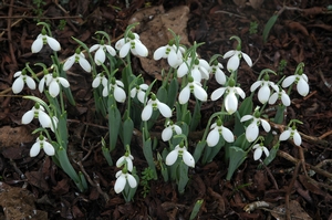 Giant Snowdrop